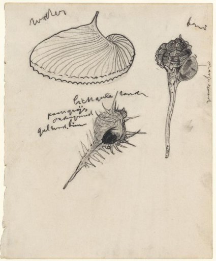 Study sheet with three shells