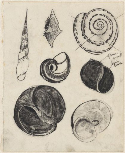 Study sheet with shells