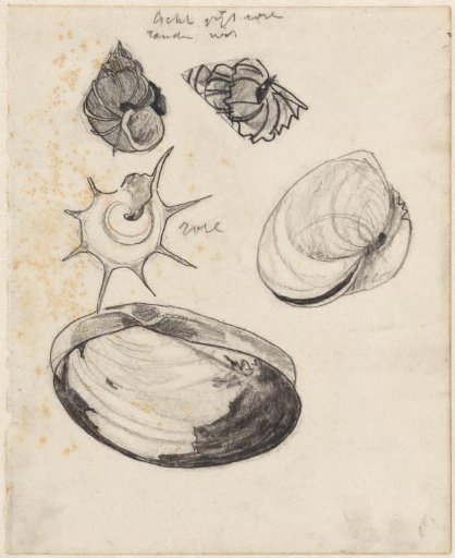 Study sheet with shells