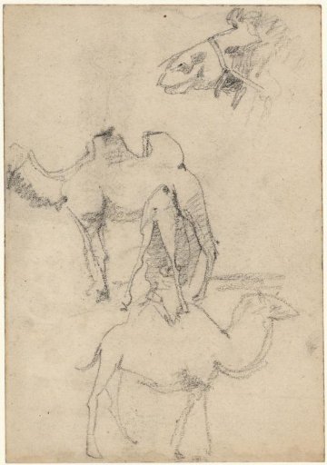 Studies of camels