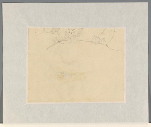 Fragment of a plant study