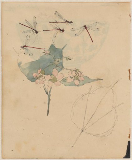 Dragonflies above blossoms