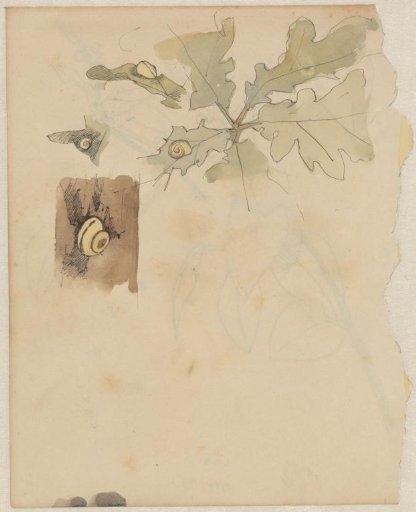 Oak leaf with snails
