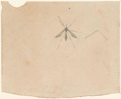 Crane fly