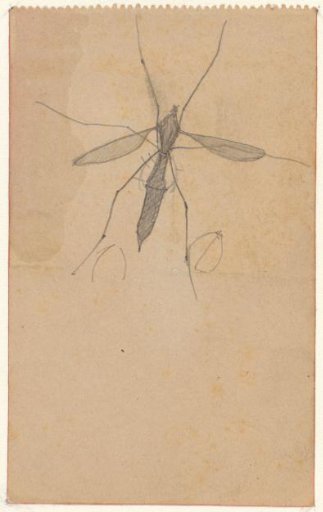 Crane fly