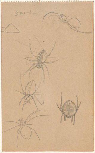 Studies of spiders