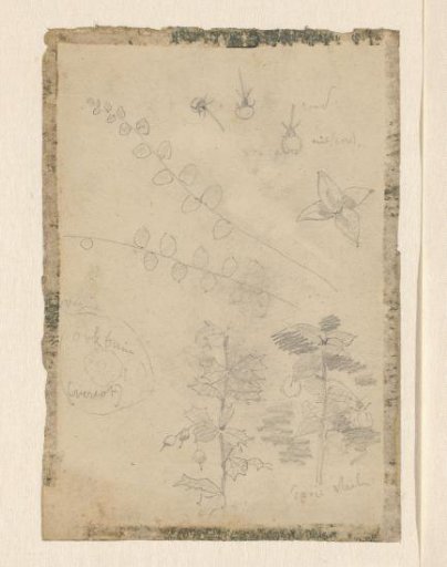 Studies of plants and fruits