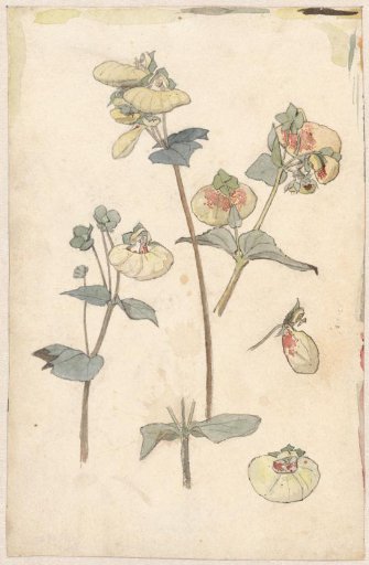 Flower studies