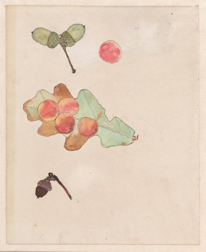 Oak leaf with galls and acorns