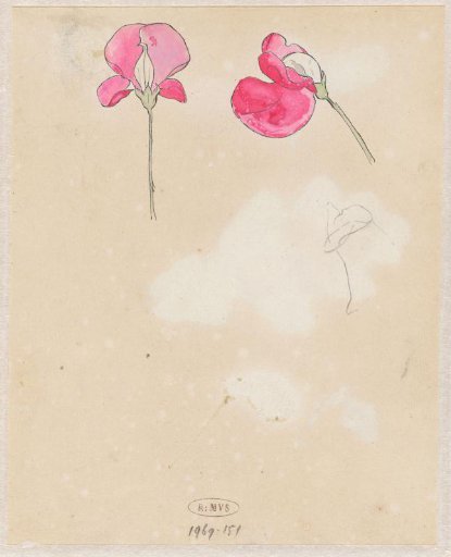 Lathyrus