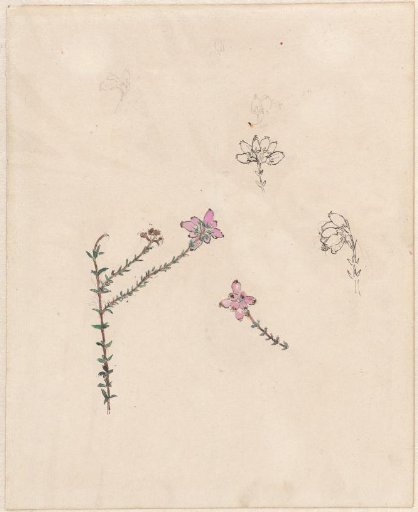 Sprig with pink buds