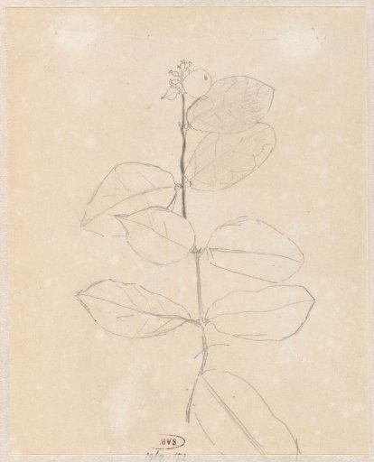Plant study