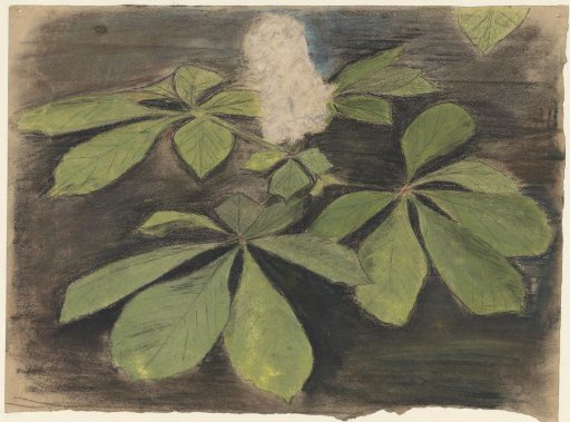 Chestnut leaves