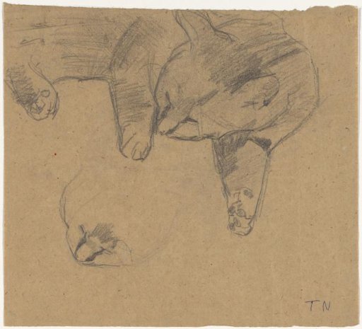 Studies of a reclining cat