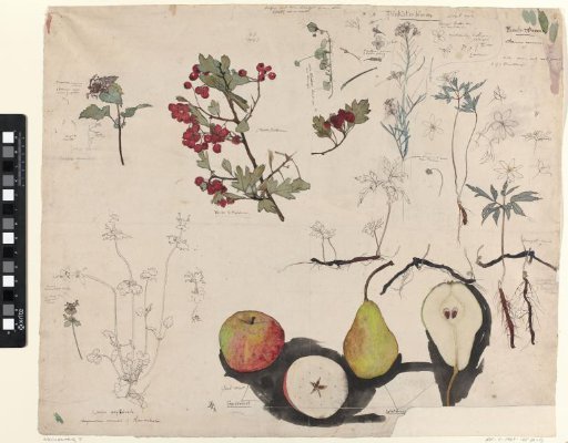Study sheet with fruits, plants and flowers