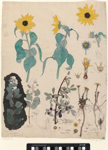 Study Sheet with Sunflowers, Snowberries, and Sloe