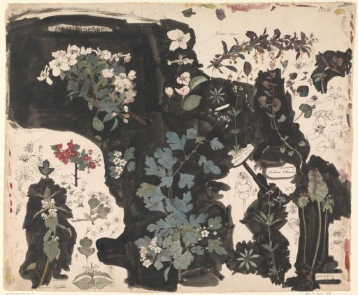Study Sheet with Apple Blossom, Ground Ivy, Hawthorn, and Speedwell