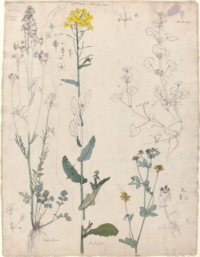 Studies of Plants