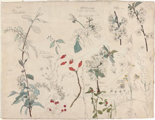 Studies of Plants