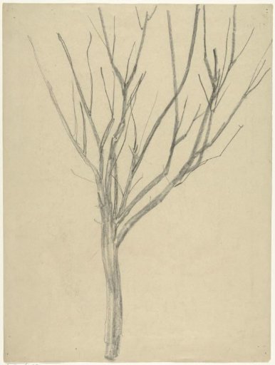 Bare tree