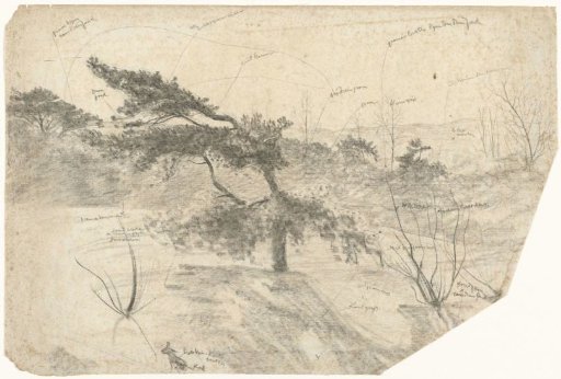 Old pine on an open space, with color notes