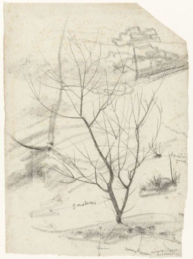 Bare tree on a slope