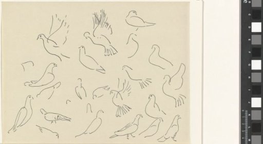 Studies of pigeons