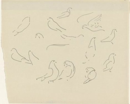 Studies of pigeons