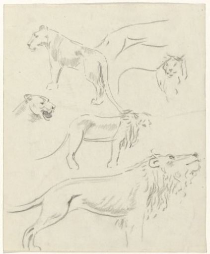 Studies of lions