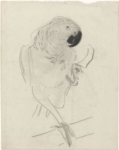Parrot
