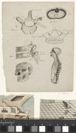 Studies of human anatomy
