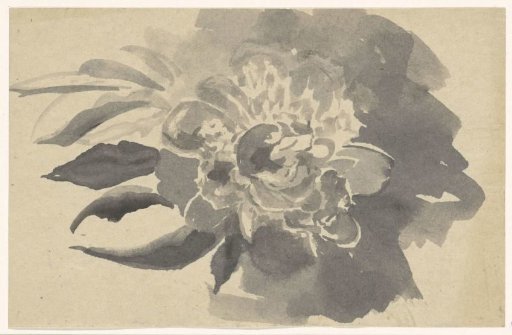 Flower study