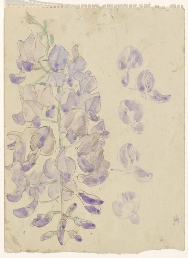 Wisteria