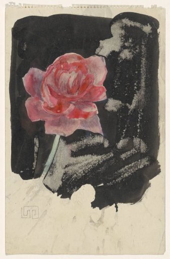 Red rose