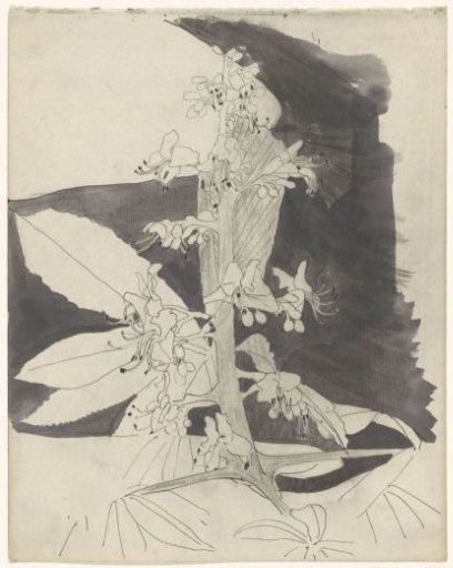 Plant study (nettle?)