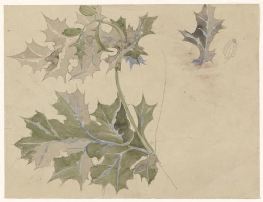 Thistle leaves