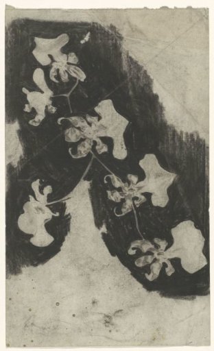 Branch of orchids