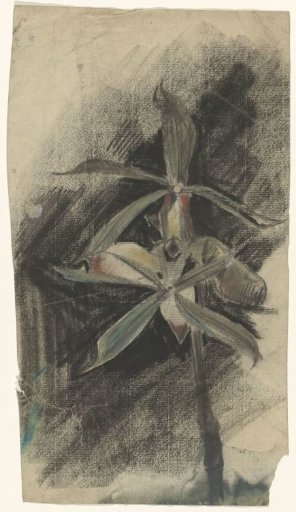 Two orchids