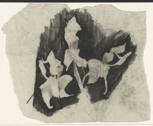 Branch of orchids