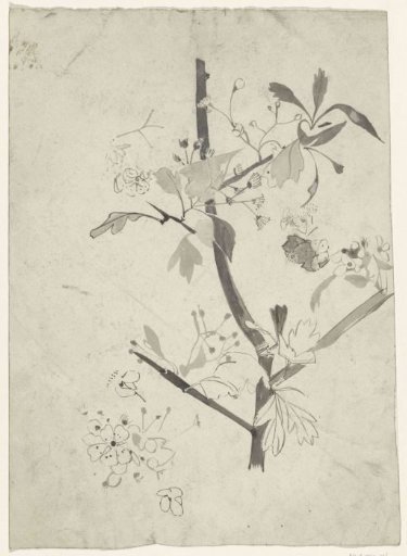 Branch with blossoms