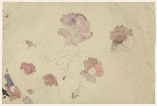 Flower studies in purple and pink