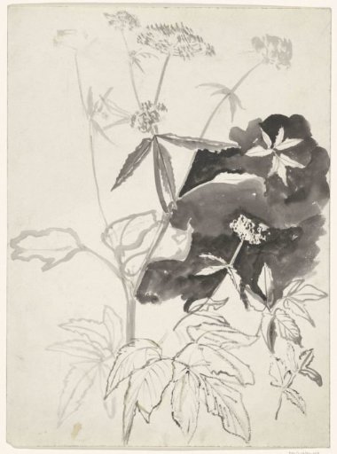Studies of Plants