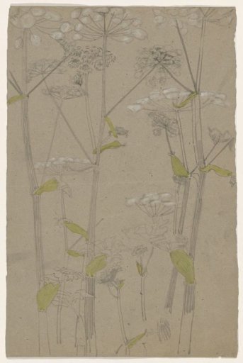 Studies of Plants