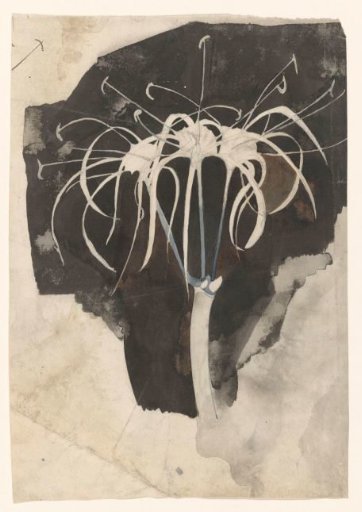 Study of honeysuckle