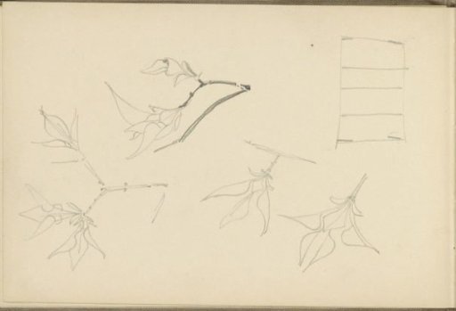 Branches with flowers