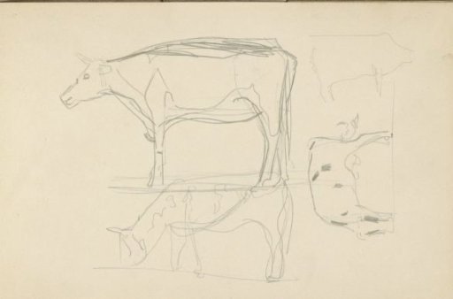 Cows