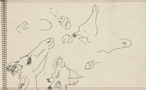 Heads and snouts of giraffes