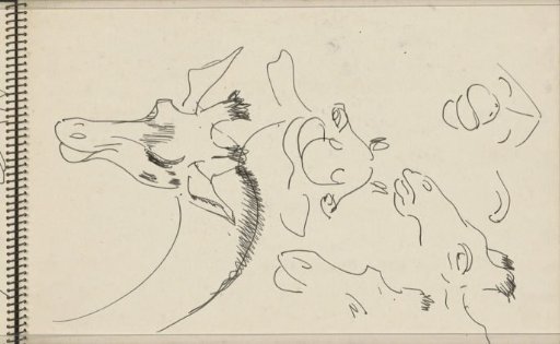 Heads and a neck of a giraffe