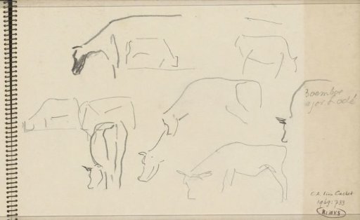 Cows
