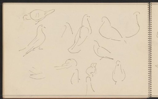 Pigeons